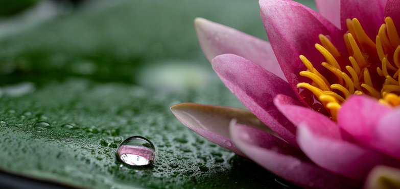 Water rolls off a lotus flower